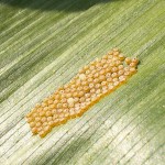 Cluster of Western bean cutworm eggs on upper surface of corn leaf.