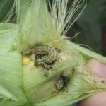 CEW larva in corn