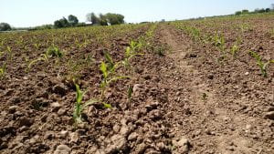 Sweet Corn field 5.26.20