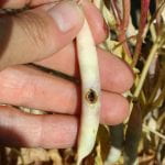 Dry bean with pod damage.
