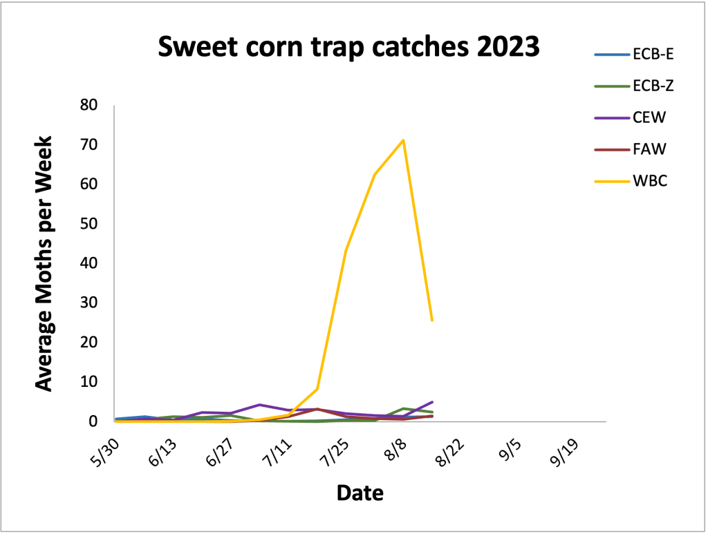 Average sweet corn trap catches from 5.30.23– 8.15.23