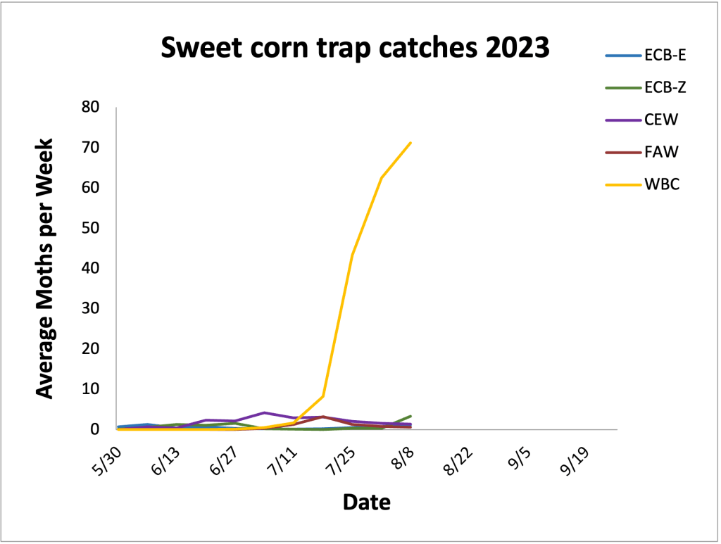 Average sweet corn trap catches from 5.30.23– 8.8.23