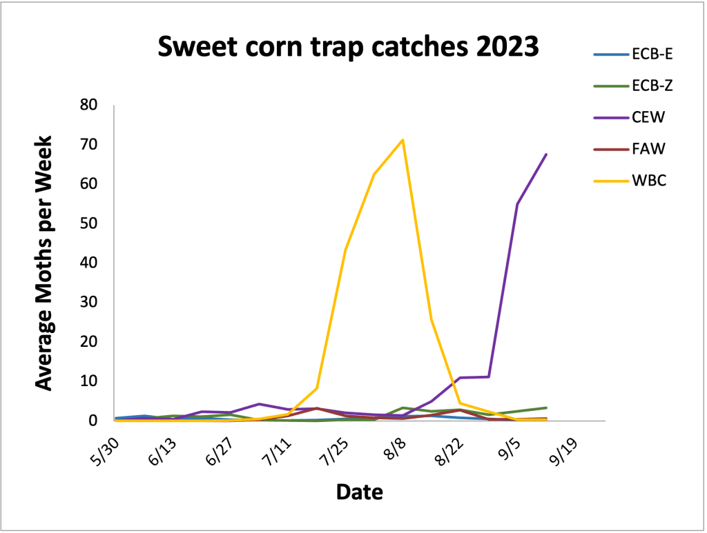 Average sweet corn trap catches from 5.30.23– 9.12.23.