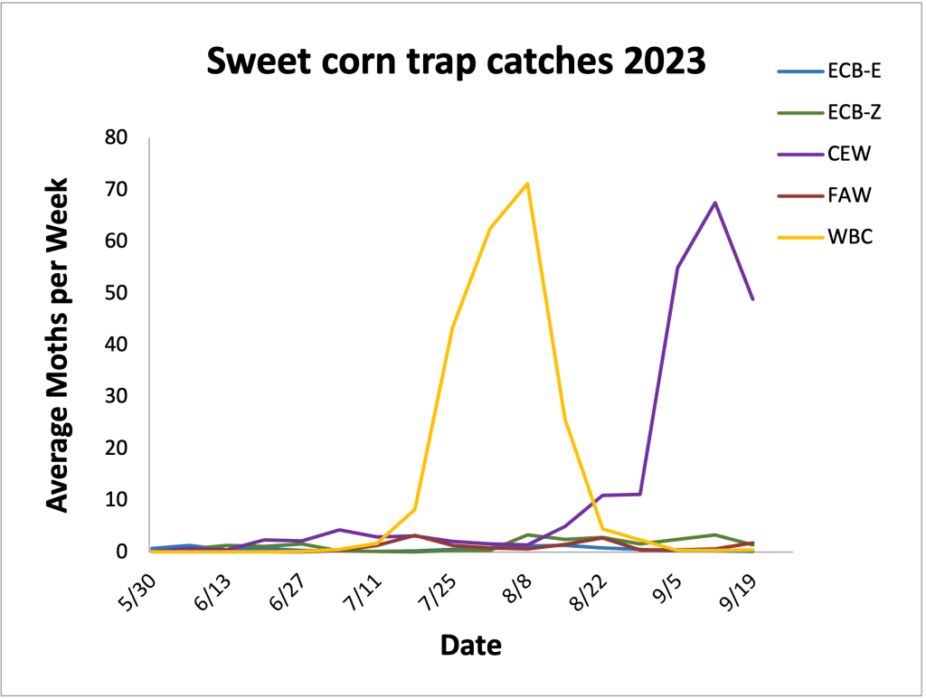 Average sweet corn trap catches from 5.30.23– 9.19.23.