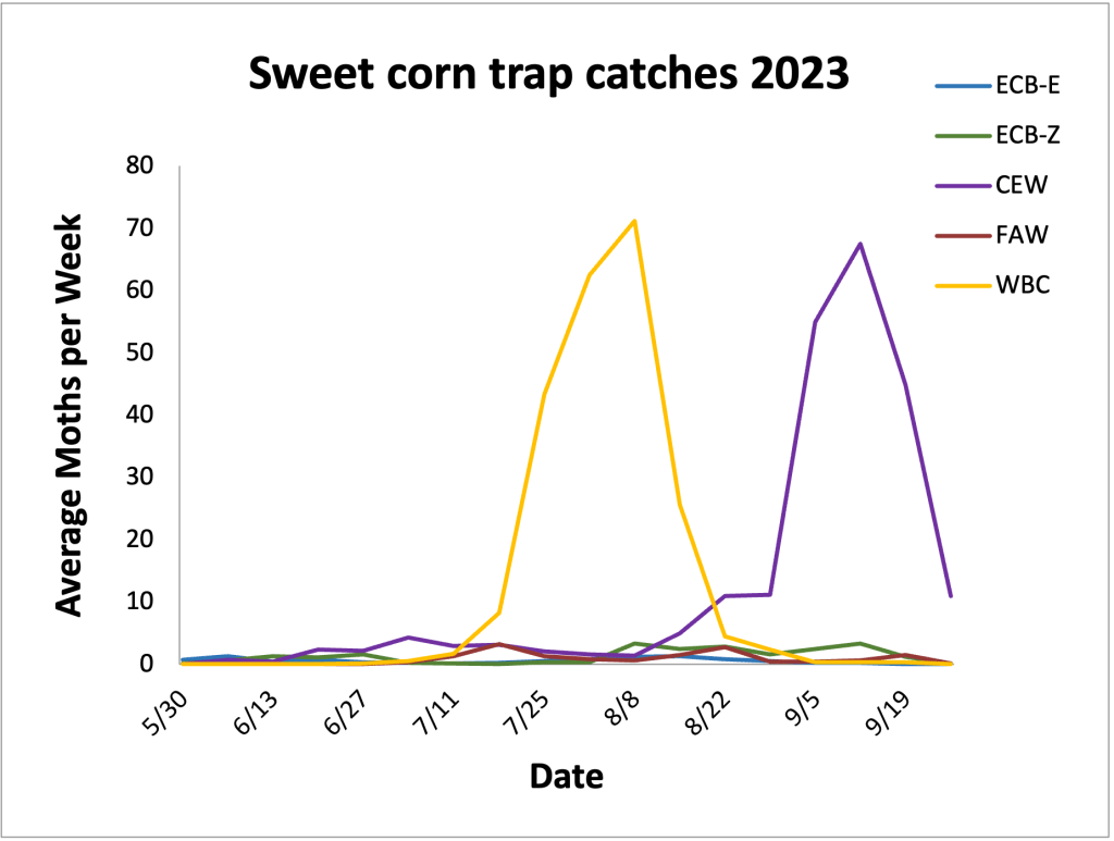 Average sweet corn trap catches from 5.30.23– 9.26.23.