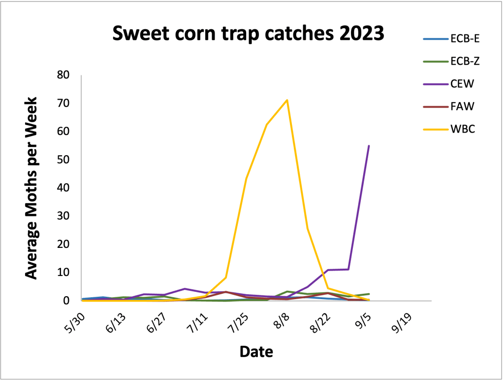 Average sweet corn trap catches from 5.30.23– 9.5.23.
